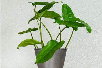 Tin christmas planters wholesale with good price (2)