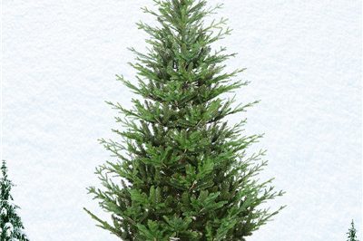 Factory supply 6ft height christmas tree (1)